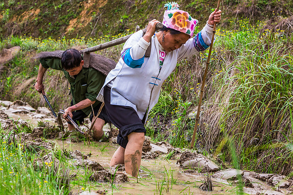 Hard Work on the Rice Padi Field