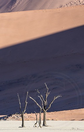 Dead Vlei 12