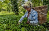 Tea Picking