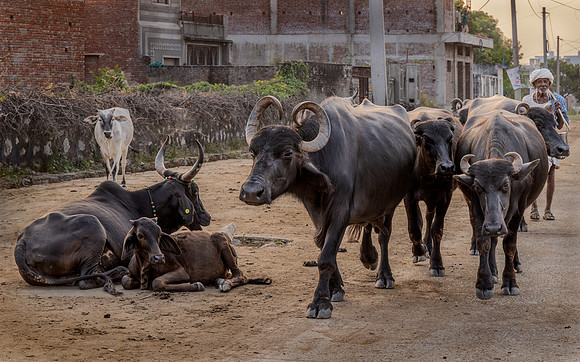 Hearding the Water Buffalo