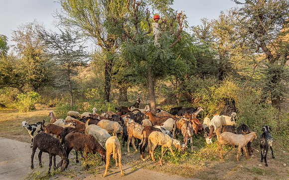 Raika Herdsman 2