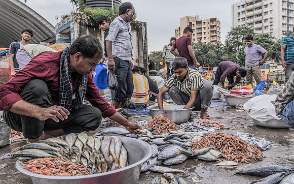Arranging the Fish