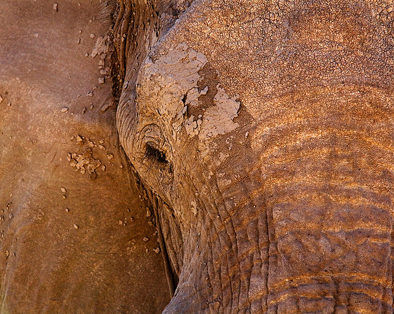 Elephant Close Up