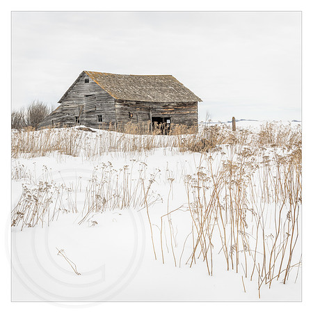 Barn in the Overgrown Field