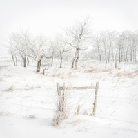 Hoar Frost Silver Birch and Cotton Wood Trees