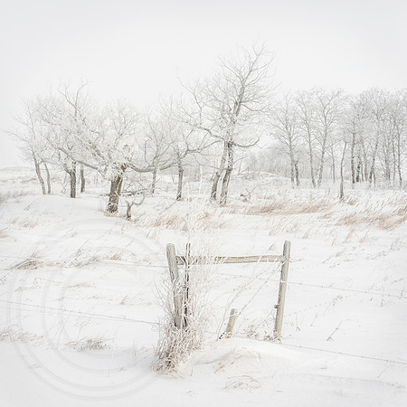 Hoar Frost Silver Birch and Cotton Wood Trees