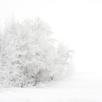Disappearing Fence