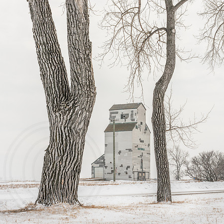 Two Cotton Woods and Grain Elevator