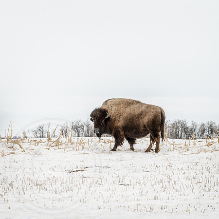 Bison