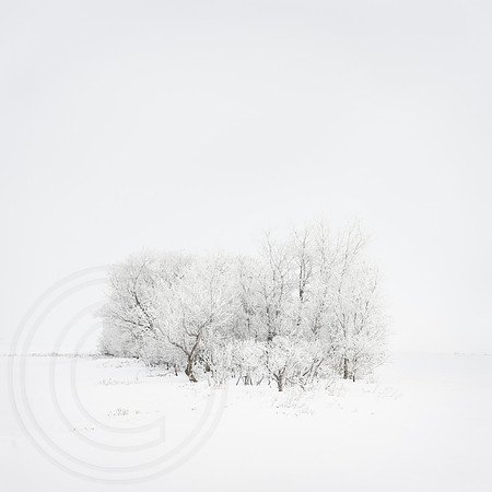 Hoar Frost Covering