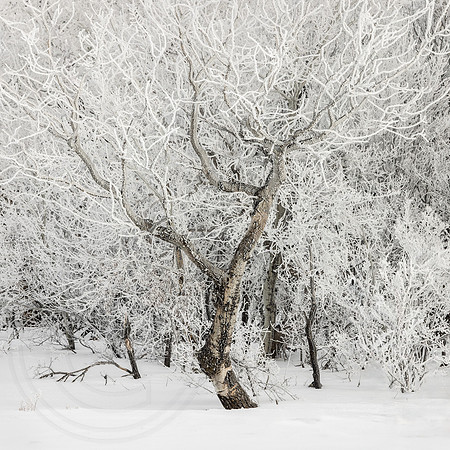 Hoar Frost Dance