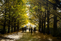 Shadows Amongst the Ginko Trees