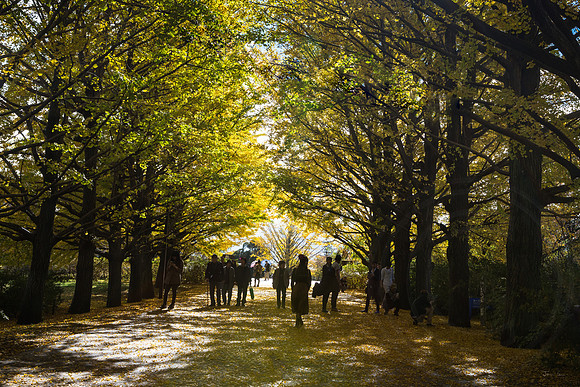 Shadows Amongst the Ginko Trees