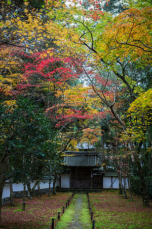 Colours of Autumn, Saihoji Moss Temple