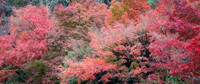 Autumn Colours