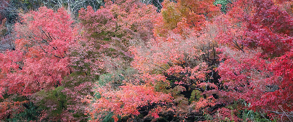 Autumn Colours
