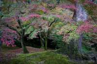 Treasures in Nature, Tofuku-Ji Temple Garden