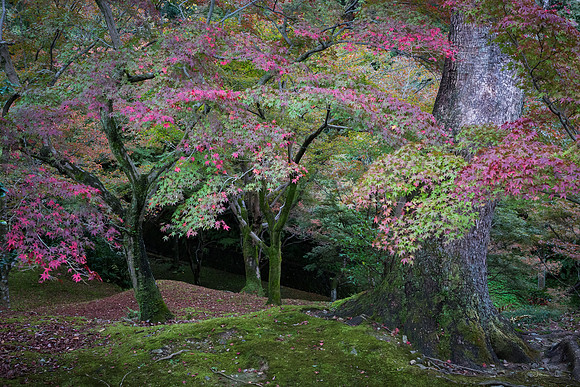 Treasures in Nature, Tofuku-Ji Temple Garden
