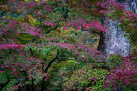Colour to fill the Senses, Tofuku-Ji Temple Gardens