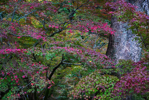 Colour to fill the Senses, Tofuku-Ji Temple Gardens