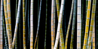 Colourful Bamboo 2