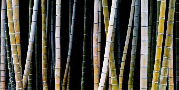 Colourful Bamboo 2