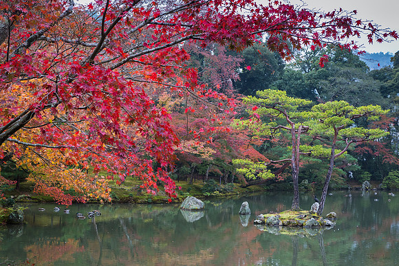 Garden at Rokuon-Ji Temple
