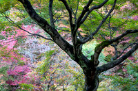 Beautiful Autumn,Tofuku-Ji Temple Gardens