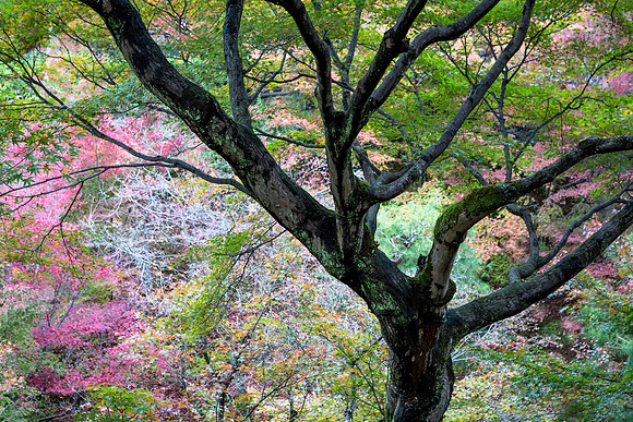 Beautiful Autumn,Tofuku-Ji Temple Gardens