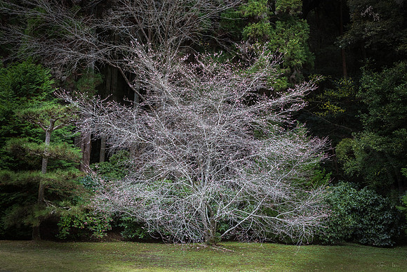 Winter Blossom, Saihoji Moss Temple