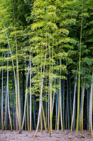 Bamboo, Okayama Korakuen Garden