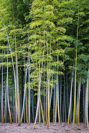 Bamboo, Okayama Korakuen Garden