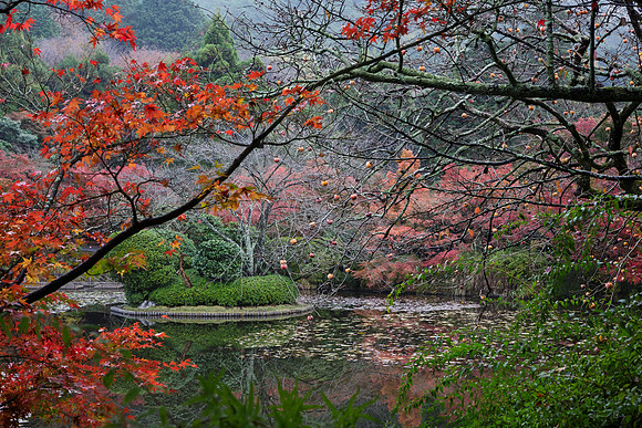Ryoanji Temple Garden in Autumn Colours