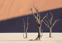 Dead Vlei 10