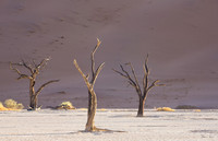 Dead Vlei 7