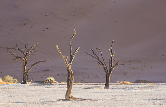 Dead Vlei 7
