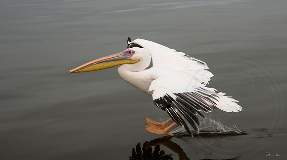 Walvis Bay Pelican Landing