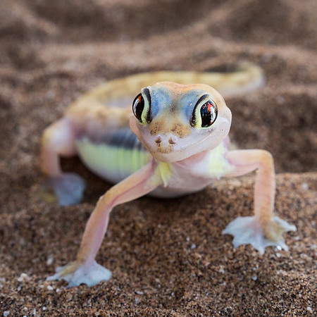 Palmato Gecko (Palmotogecko rangei)