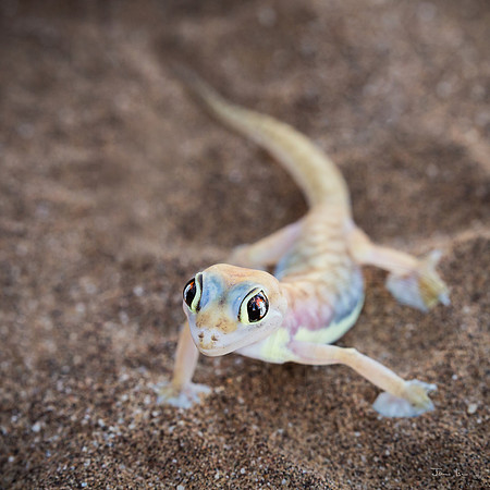 Swakopund Gecko