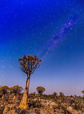 Quiver Tree Forest, Sky at Night 1