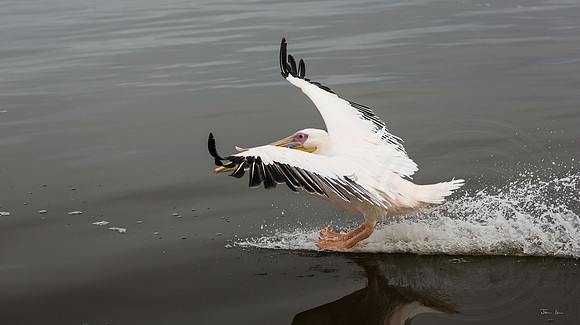 Walvis Bay Pelican Landing 2