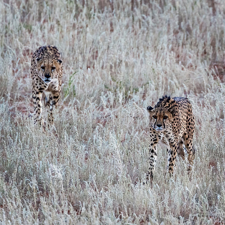 Kalahari, Cheetahs