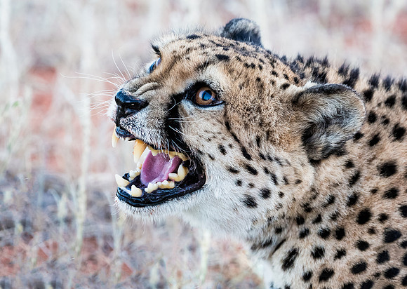 Kalahari, Cheetah 4