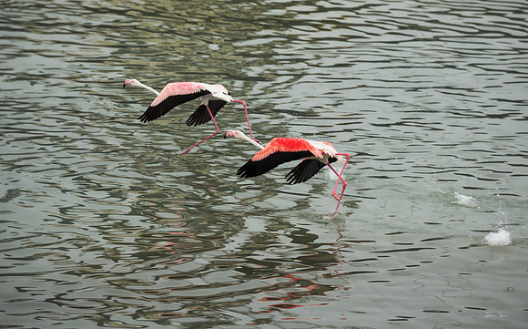 Walvis Bay Flamingoes Taking Off