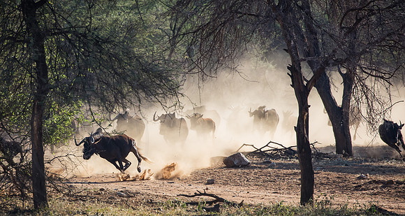 Stampede