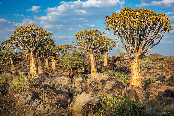 Quiver Tree Forest 3