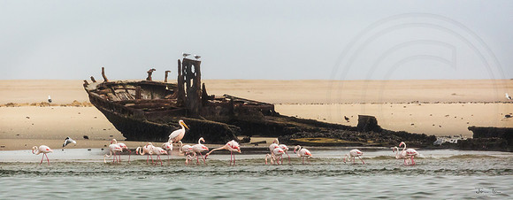 Walvis Bay Flamingoes and Wreck