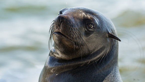 Walvis Bay Seal 1