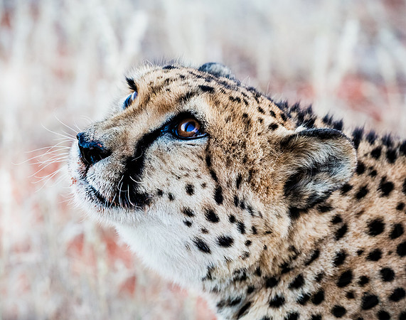 Kalahari, Cheetah 6