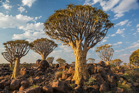 Quiver Tree Forest 2